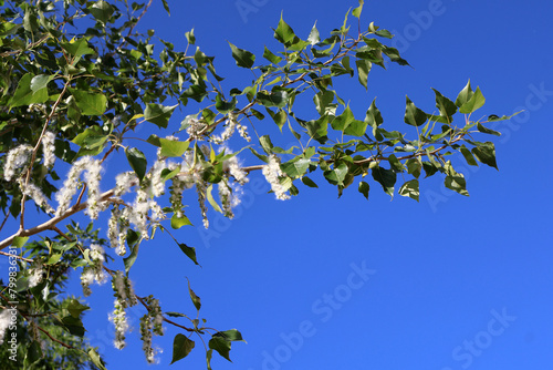 Carta da parati un peupliers au printemps