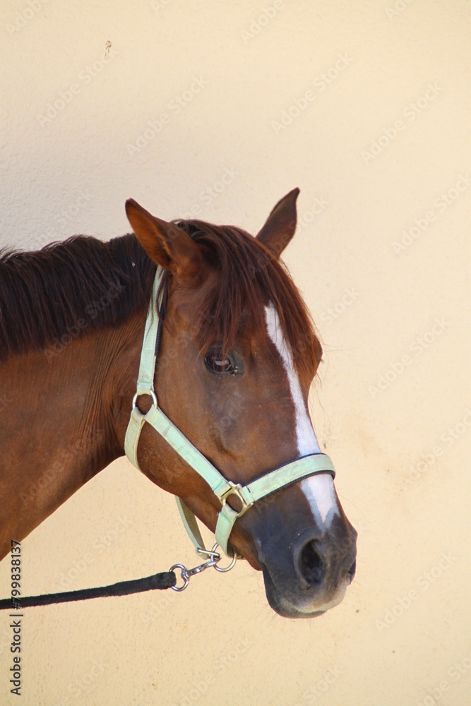 Fototapeta premium caballo