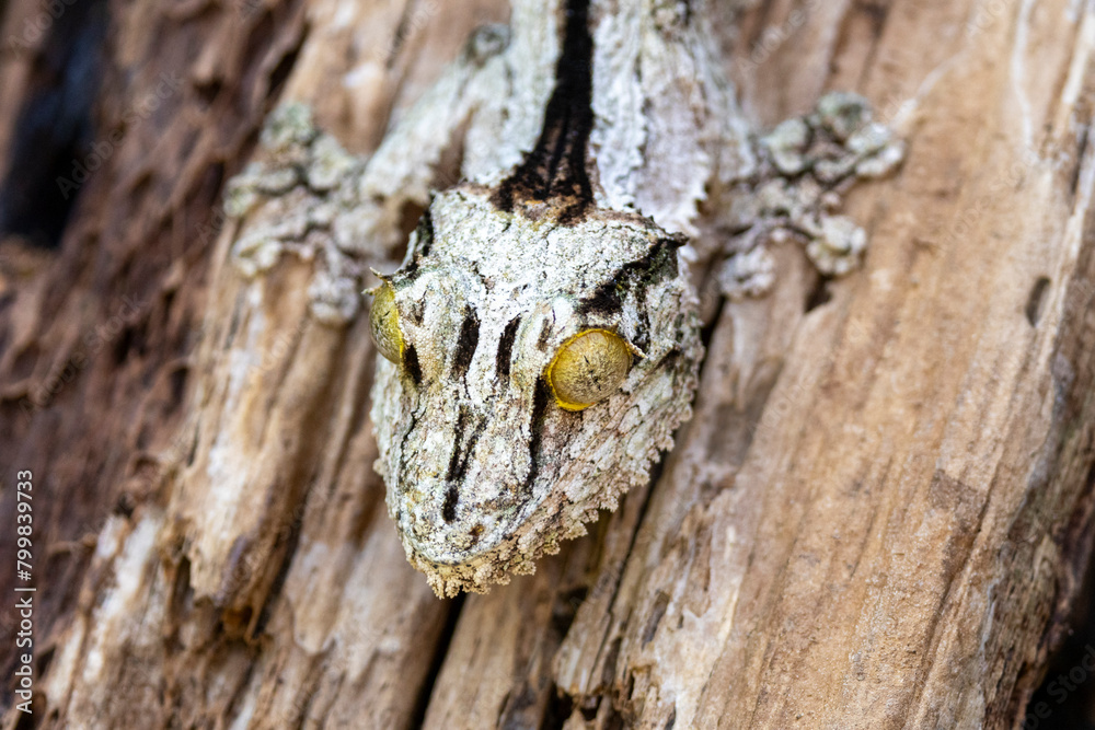 Kopf des madegassischen Südlichen Blattschwanzgeckos in der Frontale Kopf des madegassischen Südlichen Blattschwanzgeckos in der Frontale