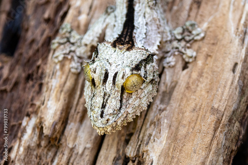 Kopf des madegassischen Südlichen Blattschwanzgeckos in der Frontale