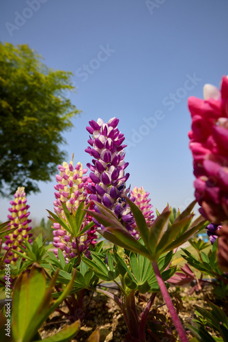 Blooming lupine flowers bloom under a clear, sunny sky