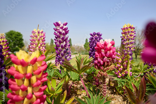 Blooming lupine flowers bloom under a clear, sunny sky