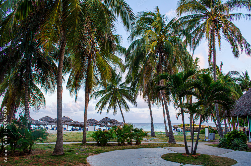 palm trees on the beach