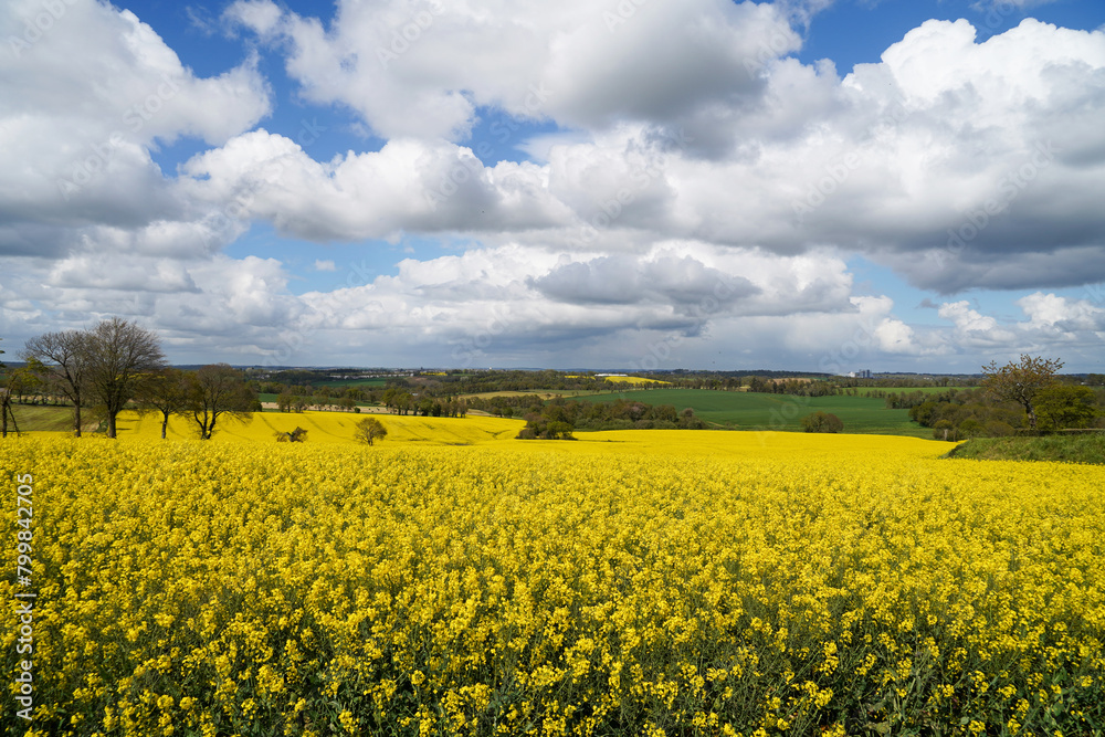 Champs de colza jaunes, ciel bleu, nuages blancs en Bretagne. Une vue vivante, un contraste saisissant