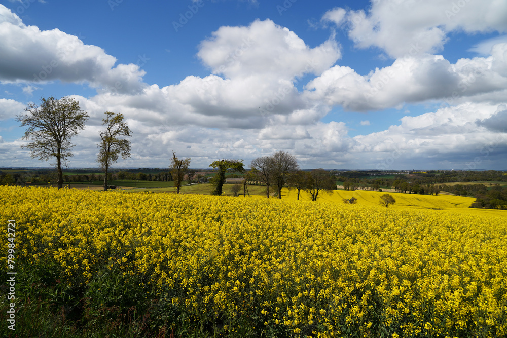 Les champs de colza en fleurs embellissent la pittoresque campagne du Finistère en Bretagne. Les champs de colza en fleurs embellissent la pittoresque campagne du Finistère en Bretagne.