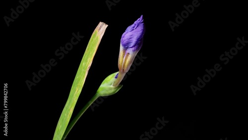 Time lapse of growing blue iris flower from bud to full blossom to withering. Spring flower iris blooming isolated on black background, 4k close up view video studio shot.