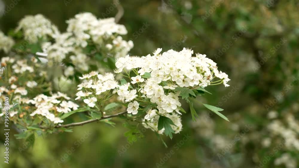 Hawthorn tree blossoming branch with white flowers on a thornapple vegetation. Crataegus of family Rosaceae Hawthorn tree blossoming branch with white flowers on a thornapple vegetation. Crataegus of family Rosaceae