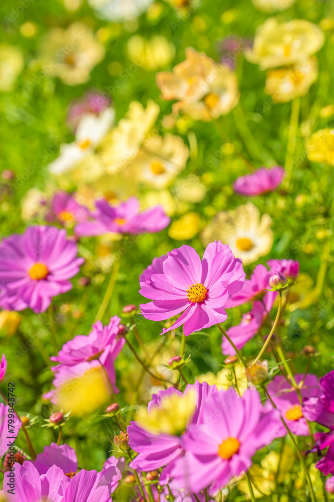 Arakawa Cosmos Field in autumn