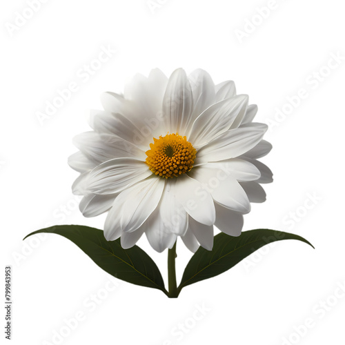 daisy isolated on white background