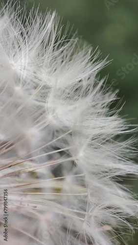 dandelion seed head © Тамила Шевчук