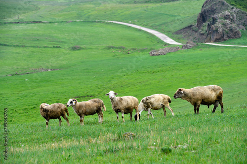 The sheep of the grasslands © pdm