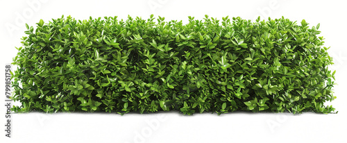 Lush green grass hedge, isolated.