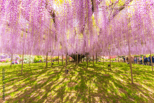 Wisteria at Ashikaga Flower Park photo