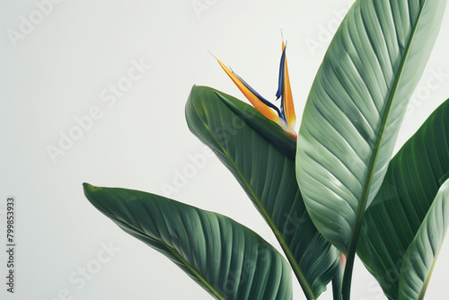 exquisite close-up photo of the Strelitzia birds of paradise, a rare and endangered plant species, meticulously captured in sharp focus against a minimalist white backdrop, highlig photo