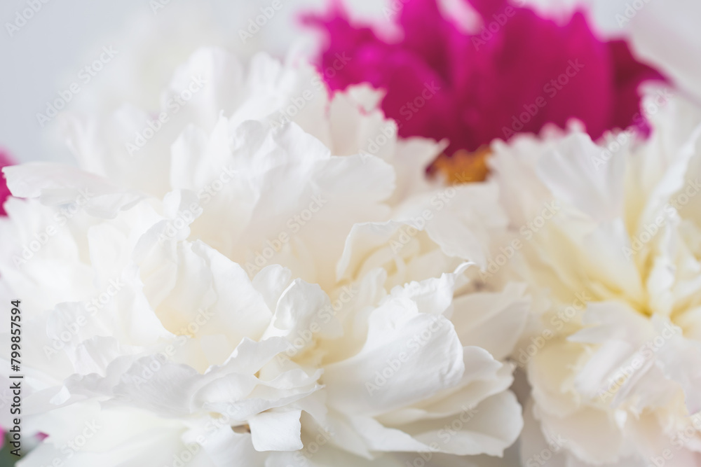 close-up photo of flowers white and pink peonies	
