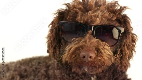 Water dog with sunglasses. He close up of loyal water dog with stylish sunglasses looking at camera on a white background. photo