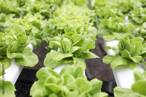 Field lettuce farm salad fresh garden.Plant organic green food in greenhouse ,Farmers hands holding fresh vegetables