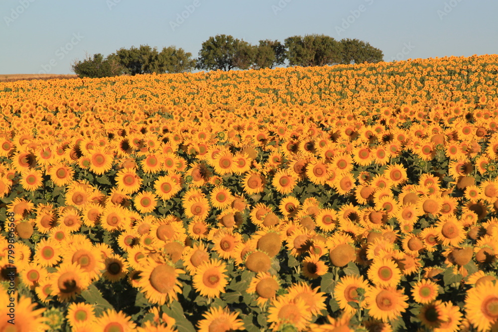 Fototapeta premium campo de girasoles