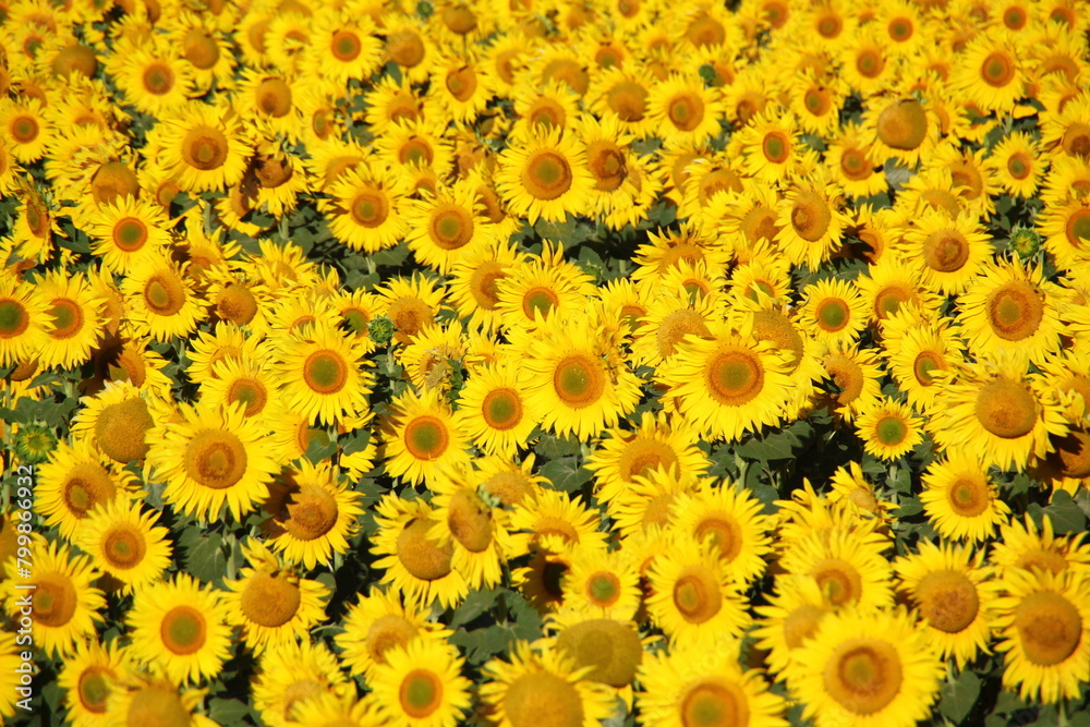 campo de girasoles