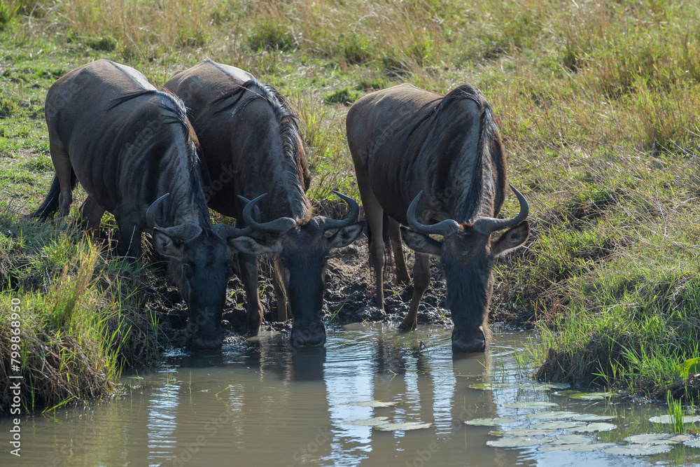Fototapeta premium Blue Wildebeest (Connochaetes taurinus) herd drinking water during the great migration, Serengeti National Park, Tanzania.