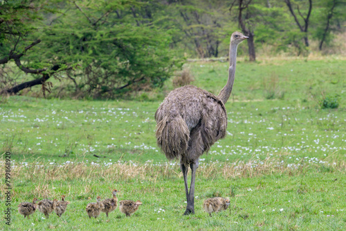 Common Ostrich (Struthio camelus) female with chicks, Serengeti, Serengeti National Park, Tanzania. photo