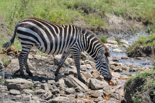 Burchell's Zebra (Equus burchellii) drinking at stream, Serengeti National Park, Tanzania. photo