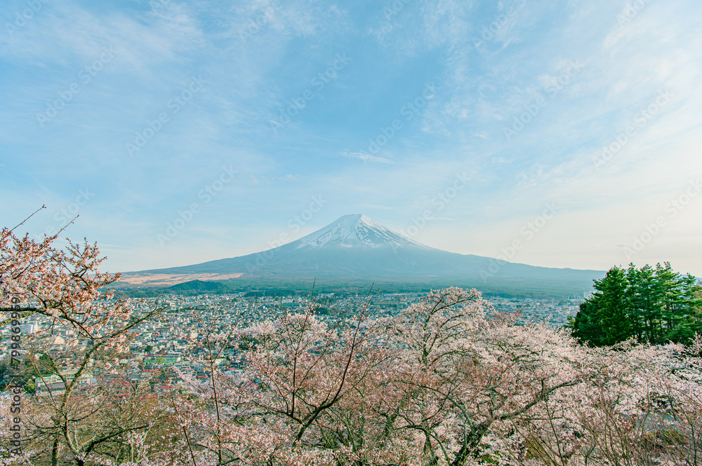 Obraz premium 富士山と桜