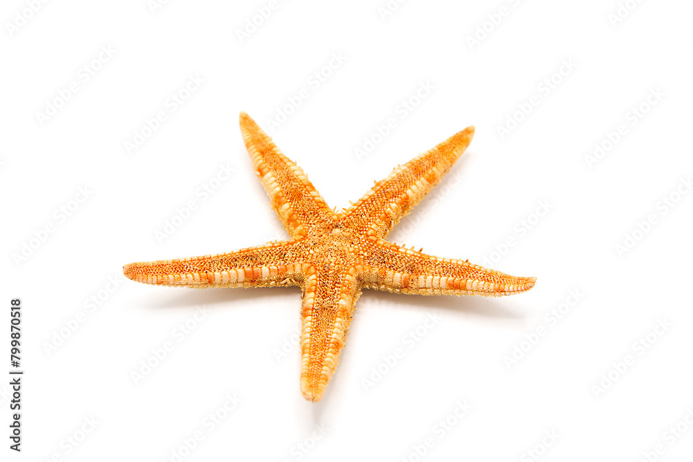 Starfish isolated on white background. Starfish isolated on white background.