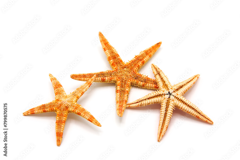 Starfish isolated on white background. Starfish isolated on white background.