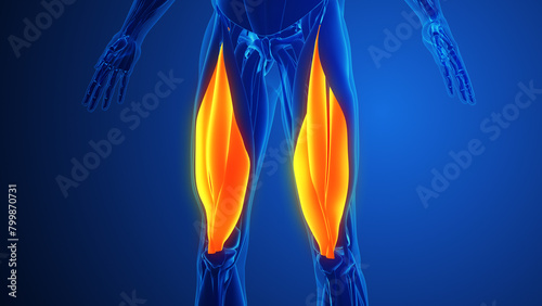 Quadriceps Muscles Pain with blue background