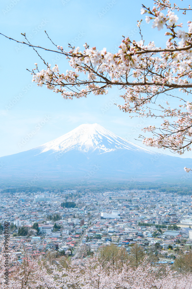 富士山と桜 富士山と桜