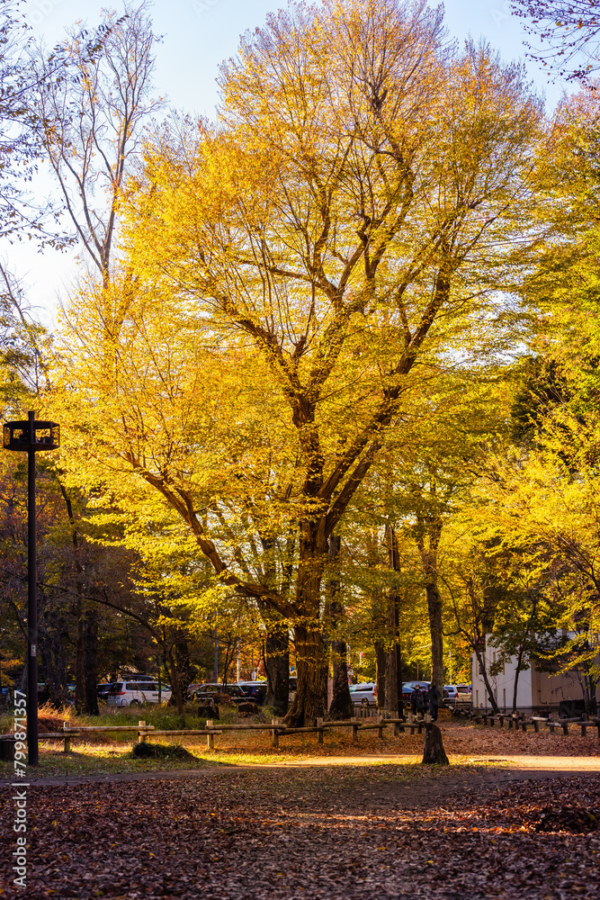 Inokashira Park in Autumn