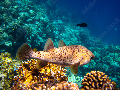 Beautiful coral reef with its inhabitants in the Red Sea © glebantiy