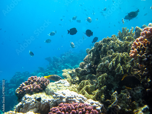 Fototapeta Naklejka Na Ścianę i Meble -  Beautiful coral reef with its inhabitants in the Red Sea