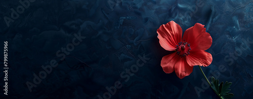 Red poppy flower on dark  navy background. photo