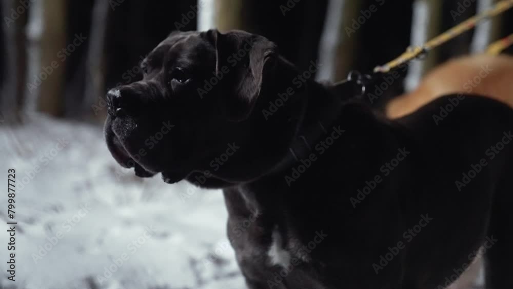 Black Boerboel puppy with closed dreamy eyes sleeping and dreaming like outdoors. High quality 4k footage Black Boerboel puppy with closed dreamy eyes sleeping and dreaming like outdoors. High quality 4k footage