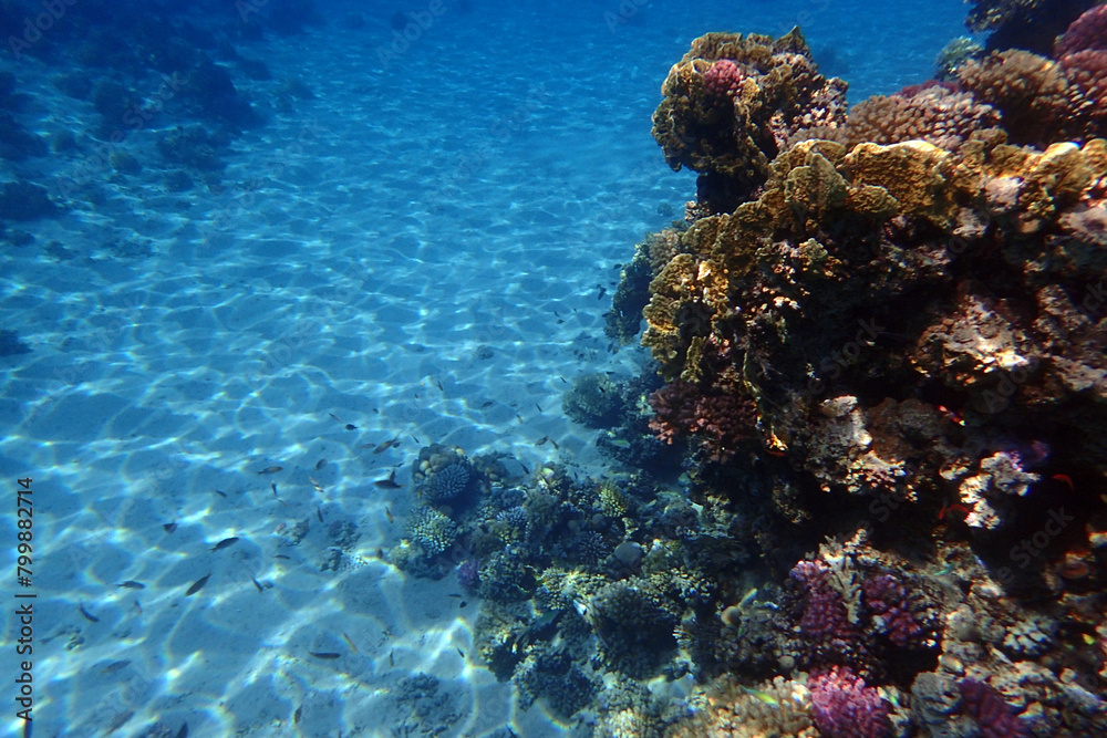 color life under red sea