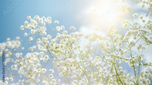 white baby's breath flowers pattern flying against sunny sky