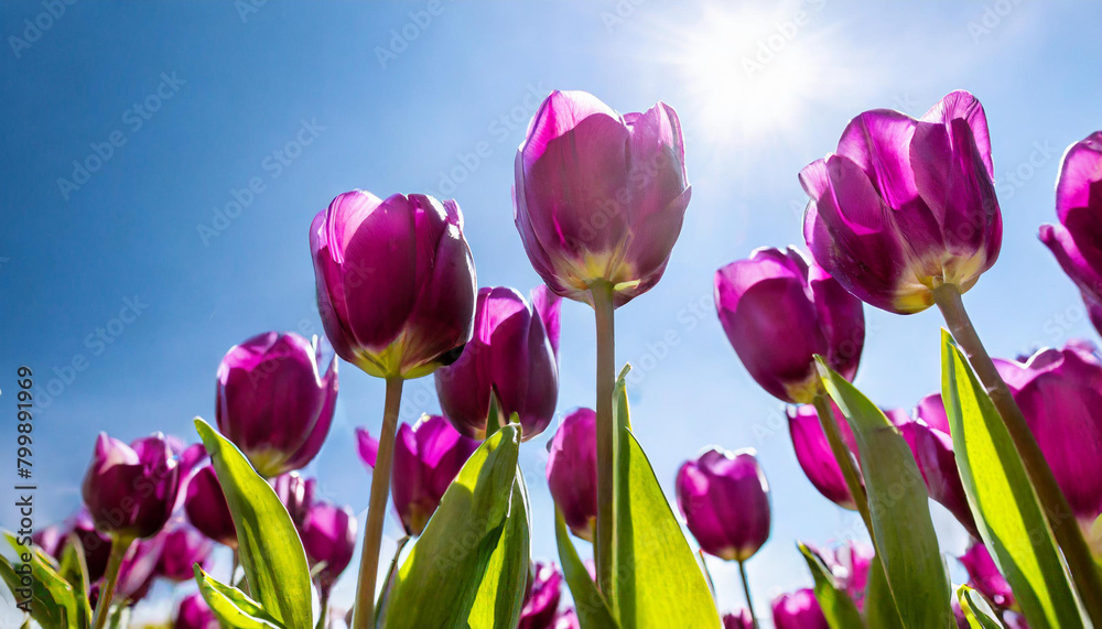 Tulips in field. Row of colorful purple tulip flowers with a sunny blue sky. Flower photography. Tulips in field. Row of colorful purple tulip flowers with a sunny blue sky. Flower photography.