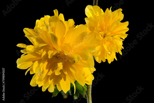 Blooming kerria japonica flowers on a black background