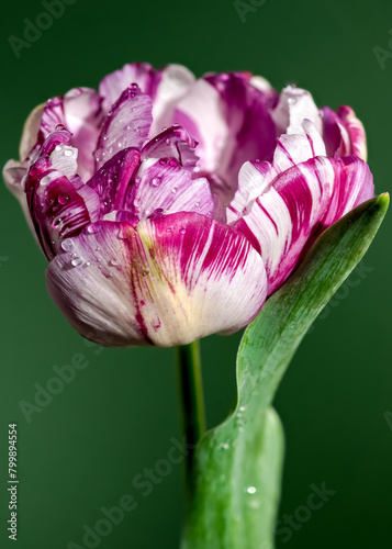 Blooming Tulip Jonquieres on a green background