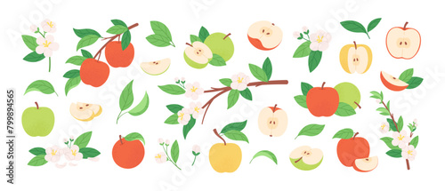 Apple fruits and flowers. Garden apples whole and sliced. Beautiful blossom branches with leaves and floral. Fresh fruit, racy vector clipart