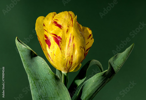 Blooming Tulip La Courtine Parrot on a green background