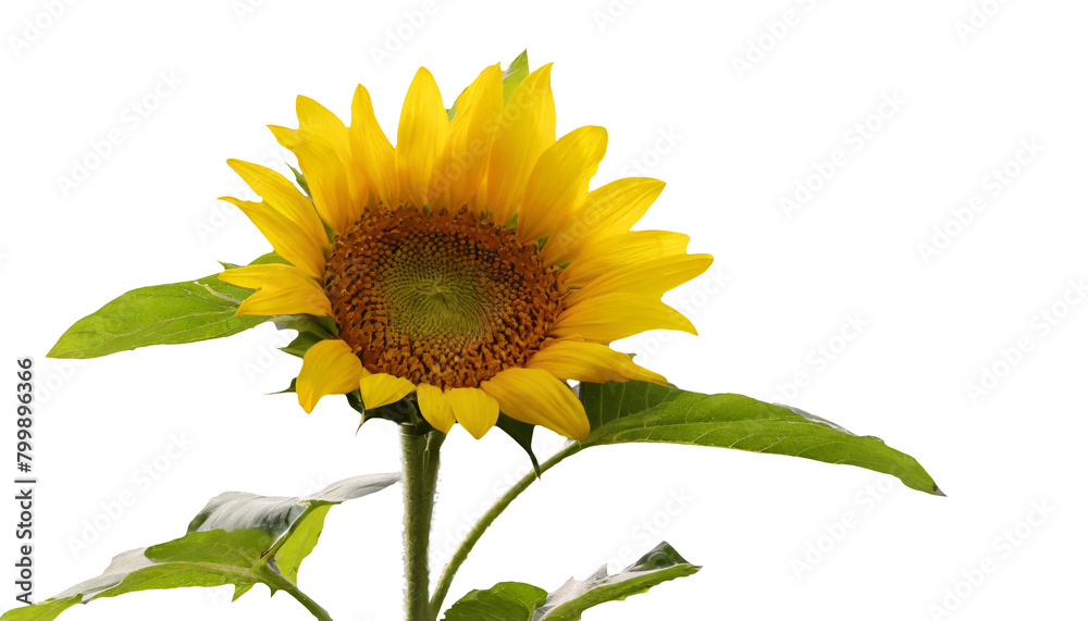 Obraz premium ひまわり あなただけ見つめる 憧れ 夏 PNG 透過