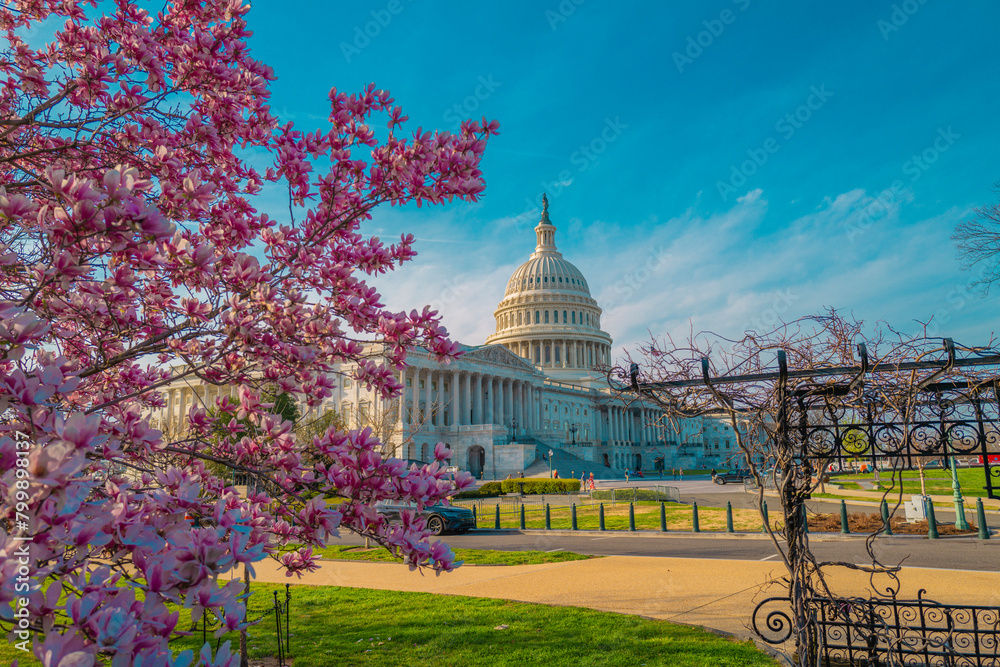 Fototapeta premium Capitol building at spring blossom magnolia tree, Washington DC. U.S. Capitol exterior photos. Capitol at spring. Capitol architecture.