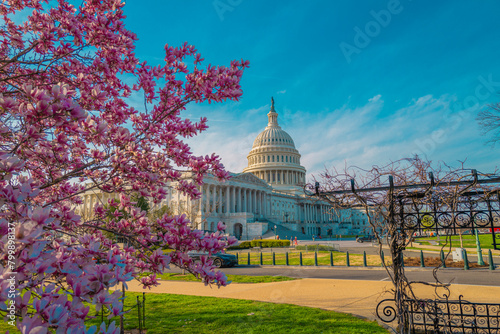 Capitol building at spring blossom magnolia tree, Washington DC. U.S. Capitol exterior photos. Capitol at spring. Capitol architecture. photo