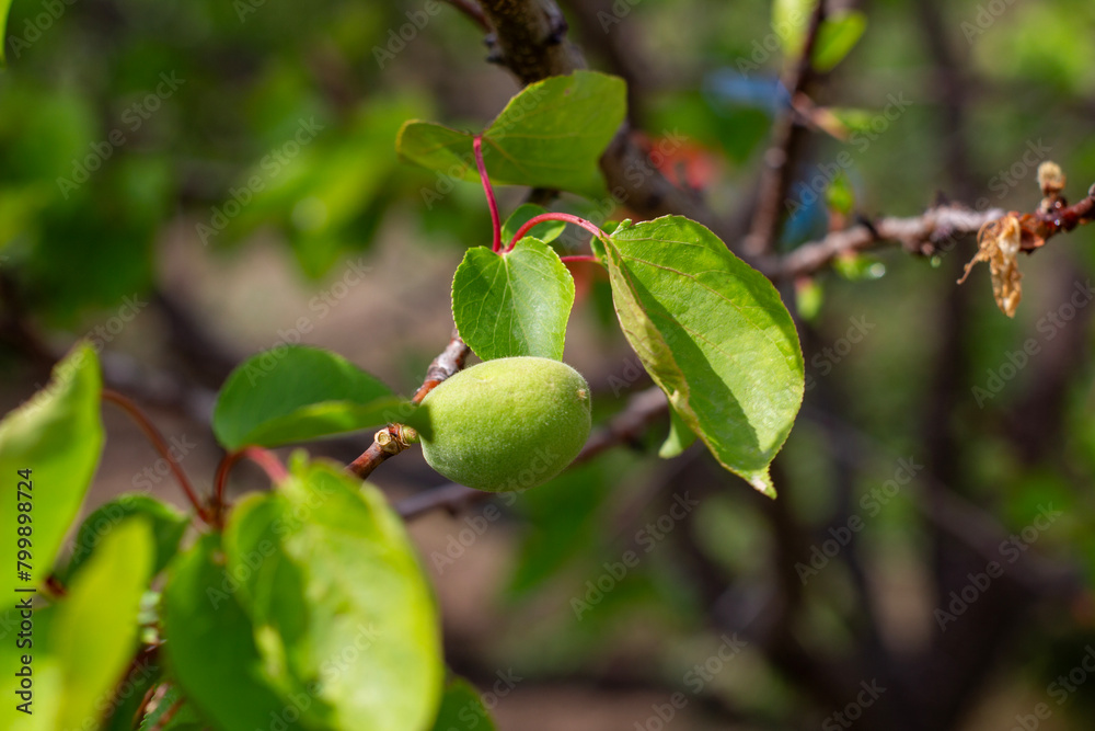 Apricot tree, apricot cascade fruit, apricot green status, Apricot Cascade Apricot tree, apricot cascade fruit, apricot green status, Apricot Cascade