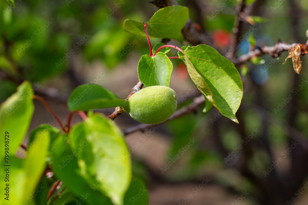 Apricot tree, apricot cascade fruit, apricot green status, Apricot Cascade Apricot tree, apricot cascade fruit, apricot green status, Apricot Cascade