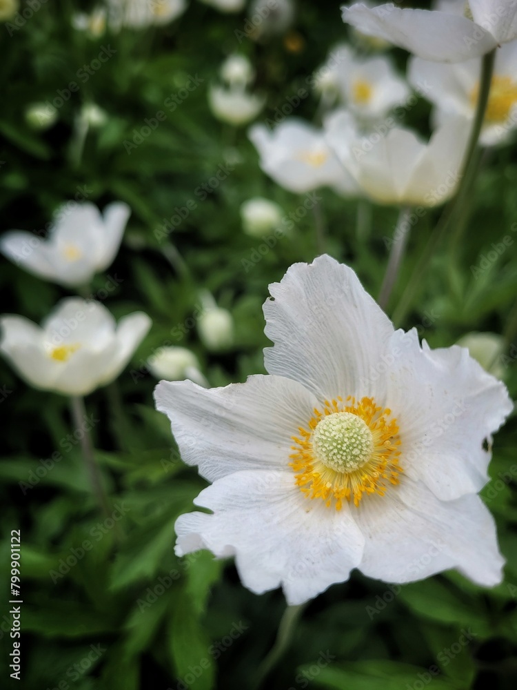 Close up of Buttercup. Summer Flowers background. White blossom Flower in the Garden. Vertical photo can used social media backdrop, greeting card cover print. Close up of Buttercup. Summer Flowers background. White blossom Flower in the Garden. Vertical photo can used social media backdrop, greeting card cover print.