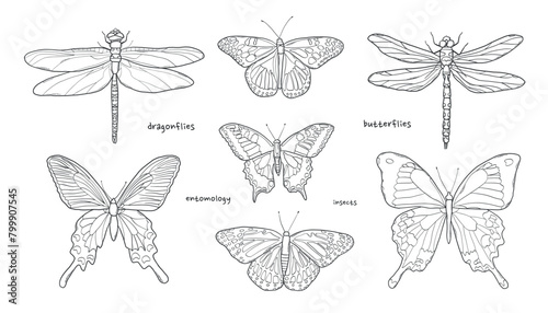 Set of hand drawn dragonflies and butterflies for stickers  prints  cards  coloring page  scrapbooking  etc. EPS 10